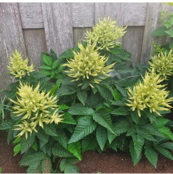 Kazbārdis 'Sparkles'  (pieejams no jūnija)